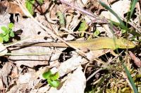 Lacerta bilineata