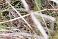 Lacerta agilis
