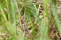Lacerta agilis