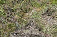 Lacerta agilis