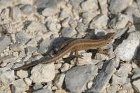 Lacerta agilis