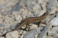 Lacerta agilis