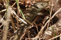 Lacerta agilis