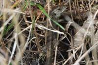 Lacerta agilis