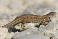 Lacerta agilis