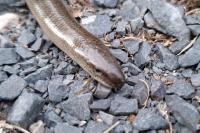 Anguis fragilis
