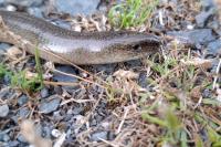 Anguis fragilis