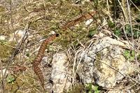 Vipera aspis