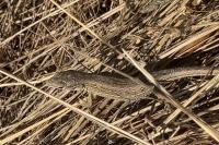 Lacerta agilis