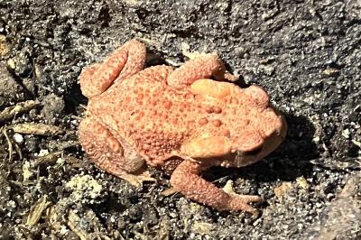 Bufo spinosus