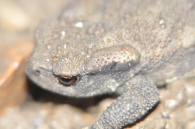 Bufo spinosus