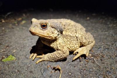 Bufo spinosus