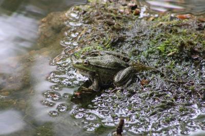 Pelophylax kl. esculentus