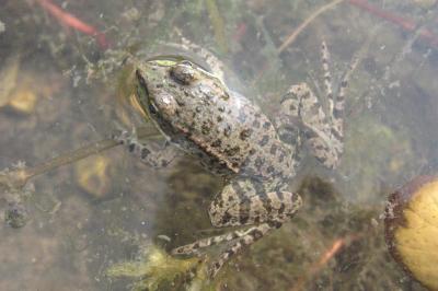 Pelophylax kl. esculentus