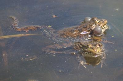 Pelophylax ridibundus