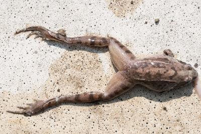 Grenouille agile
