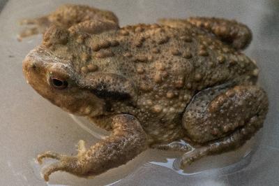 Crapaud épineux 