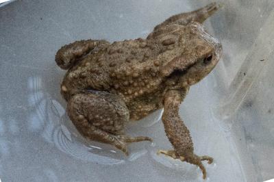 Crapaud épineux 