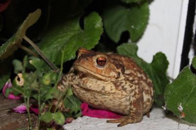 Crapaud épineux 
