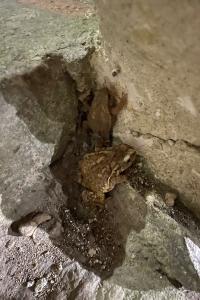 Crapaud commun 