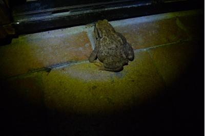 Crapaud épineux 