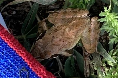 Grenouille agile