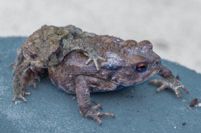 Crapaud épineux 