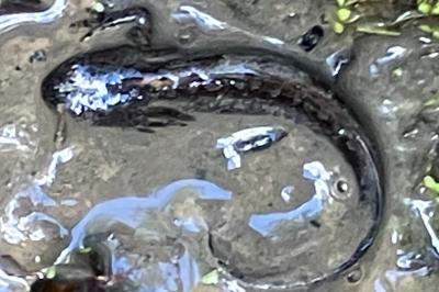 Triton alpestre