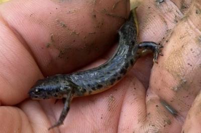 Triton alpestre