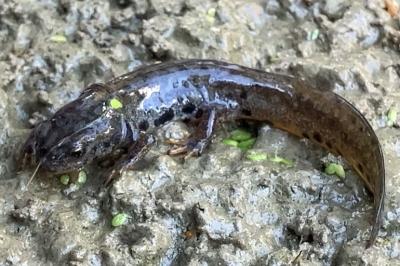 Triton alpestre