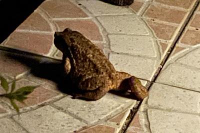 Crapaud épineux 