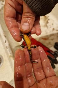 Salamandre tachetée