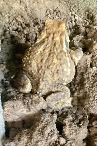 Crapaud épineux 