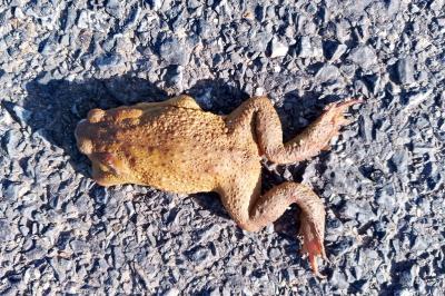 Crapaud épineux 