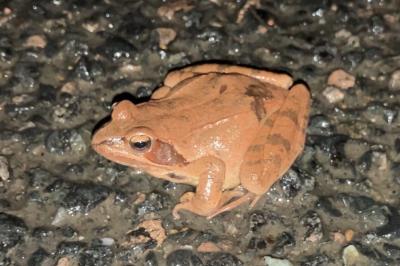 Grenouille agile