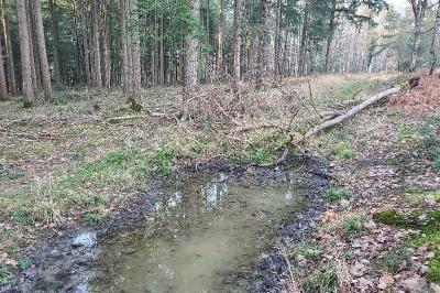 Salamandre tachetée