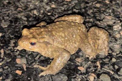 Crapaud épineux 