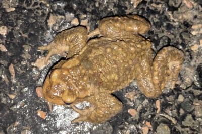 Crapaud épineux 