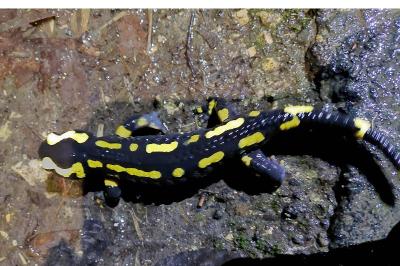 Salamandre tachetée