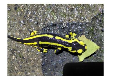 Salamandre tachetée