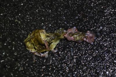 Crapaud épineux 