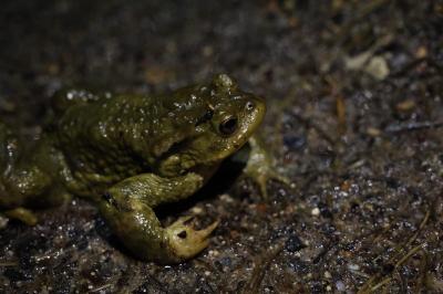 Crapaud épineux 