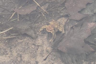 Crapaud épineux 