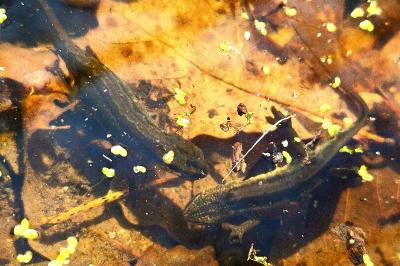 Lissotriton helveticus