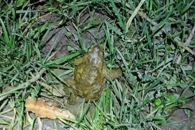Crapaud épineux 