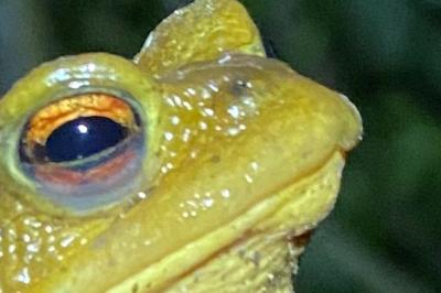 Crapaud épineux 