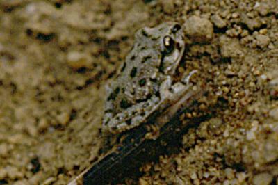 Pélodyte ponctué
