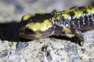 Salamandre tachetée