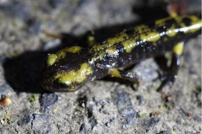 Salamandre tachetée