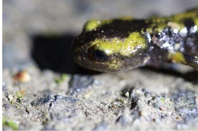 Salamandre tachetée